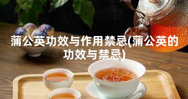 蒲公英功效与作用禁忌(蒲公英的功效与禁忌)