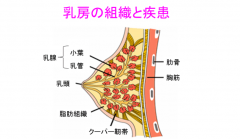 怎样才能让乳房更大，想知道的话就看这里