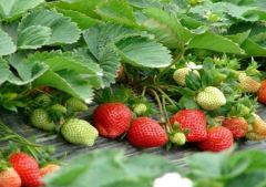 草莓育苗一亩地栽多少棵合适呢 三个方面探讨草莓育