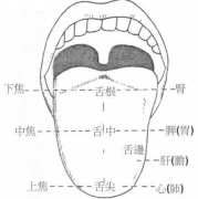 如何通过舌象诊妇科疾病，了解身体健康的重要指示